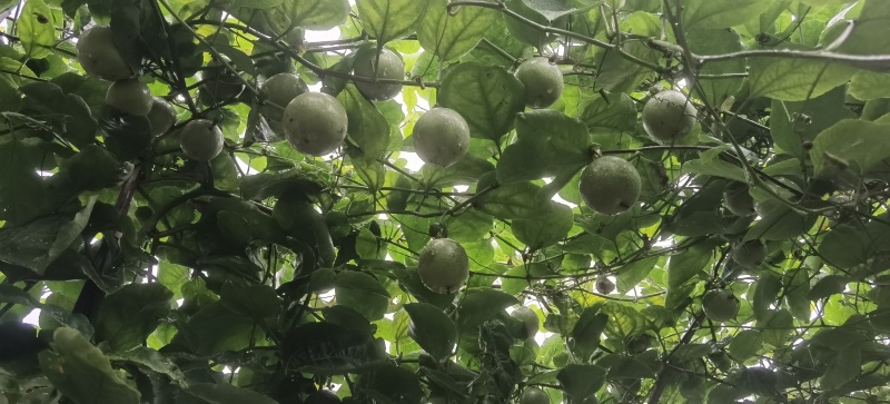 钦密百香果9号果园批发