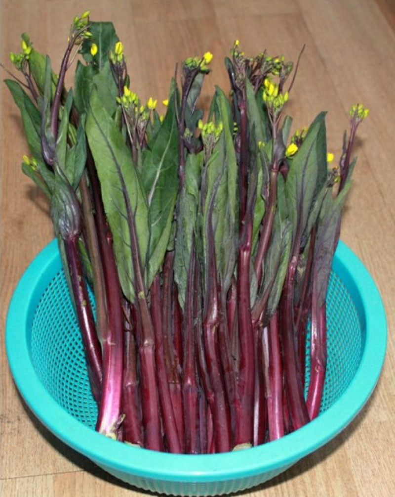 红菜苔精品高原优质红菜苔