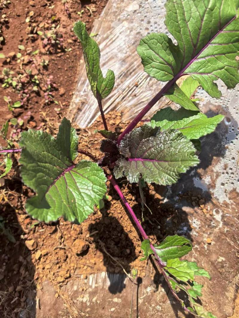 红菜苔精品高原优质红菜苔
