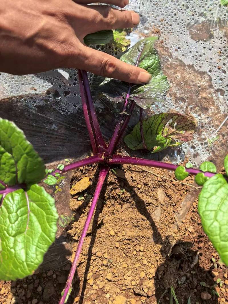红菜苔精品高原优质红菜苔