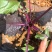 红菜苔精品高原优质红菜苔