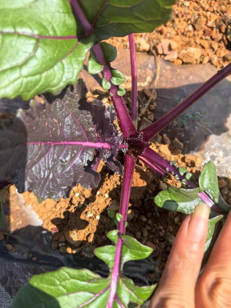 红菜苔精品高原优质红菜苔