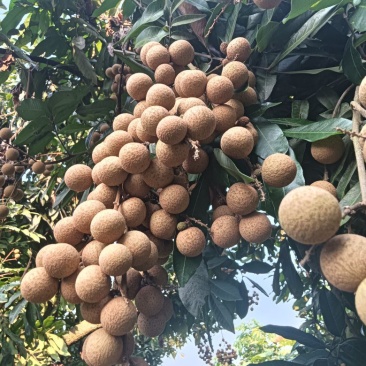 泸州蜀冠十天上市