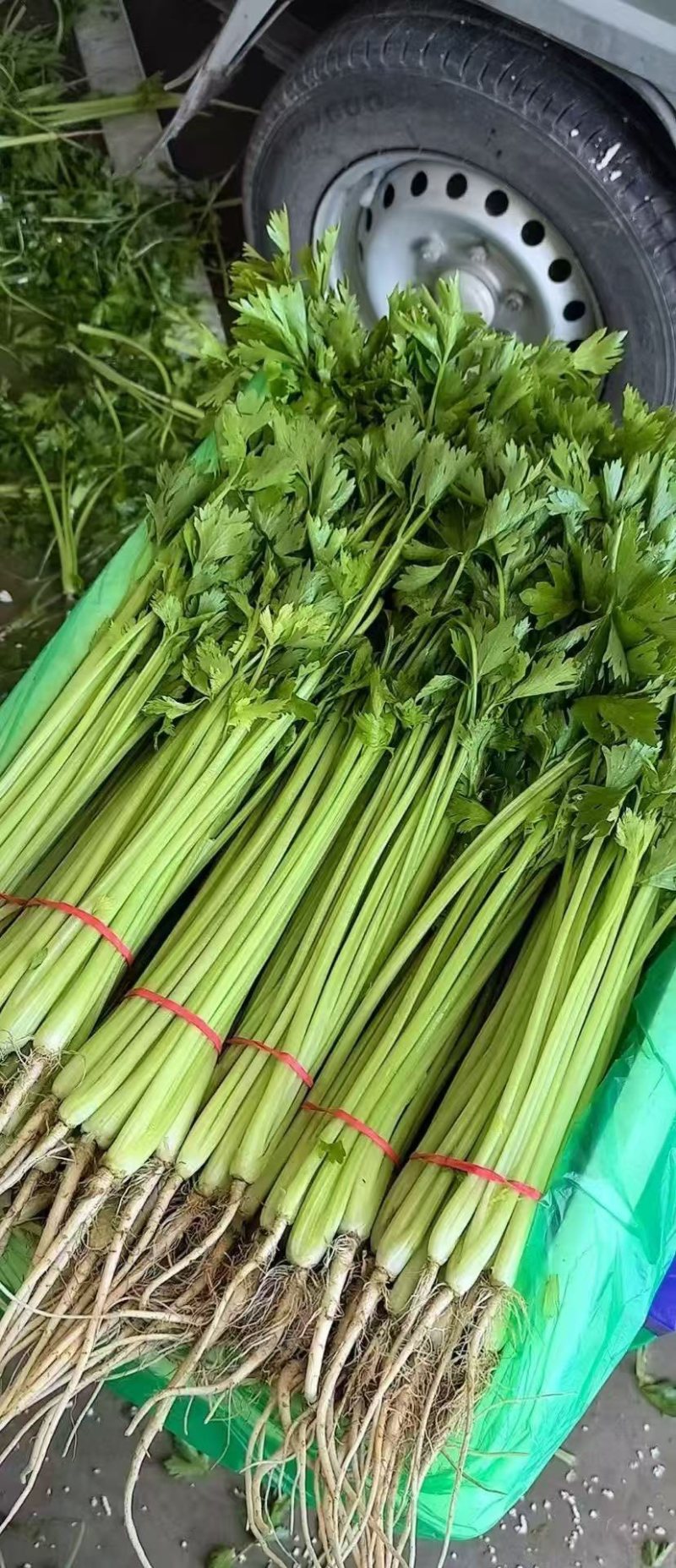 山东聊城精品香芹、芹菜、一手货源、质量保证、货源充足