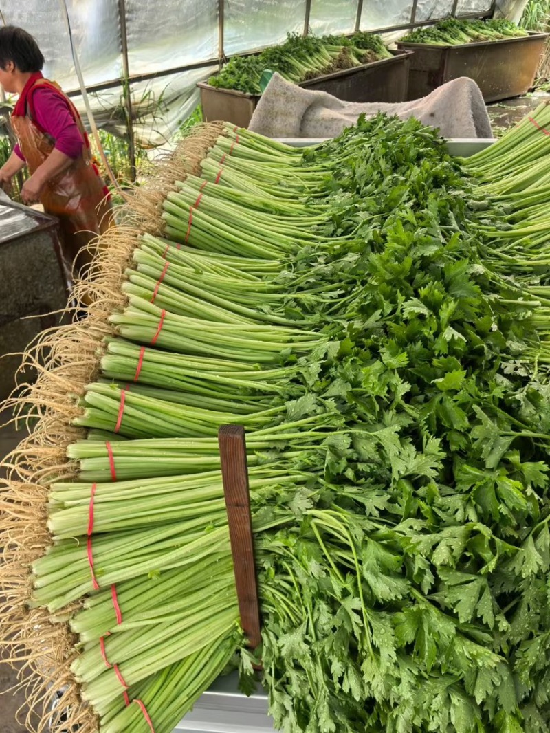山东聊城精品香芹、芹菜、一手货源、质量保证、货源充足