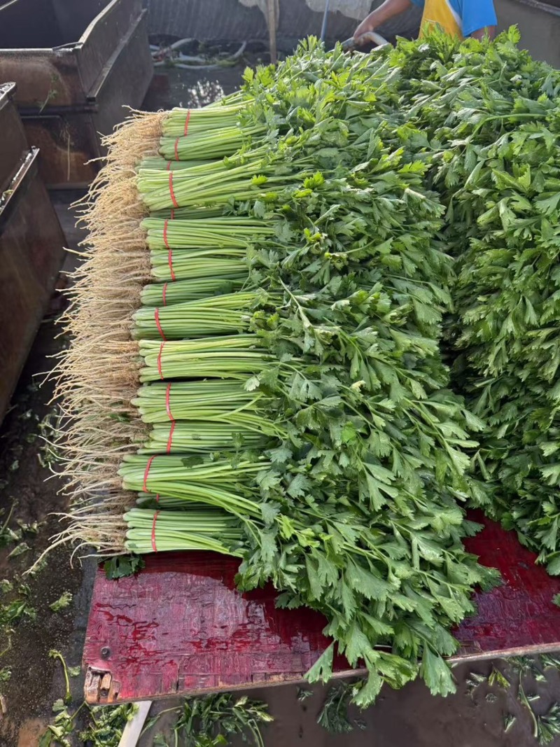 山东聊城精品香芹、芹菜、一手货源、质量保证、货源充足