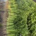 山东聊城精品香芹、芹菜、一手货源、质量保证、货源充足