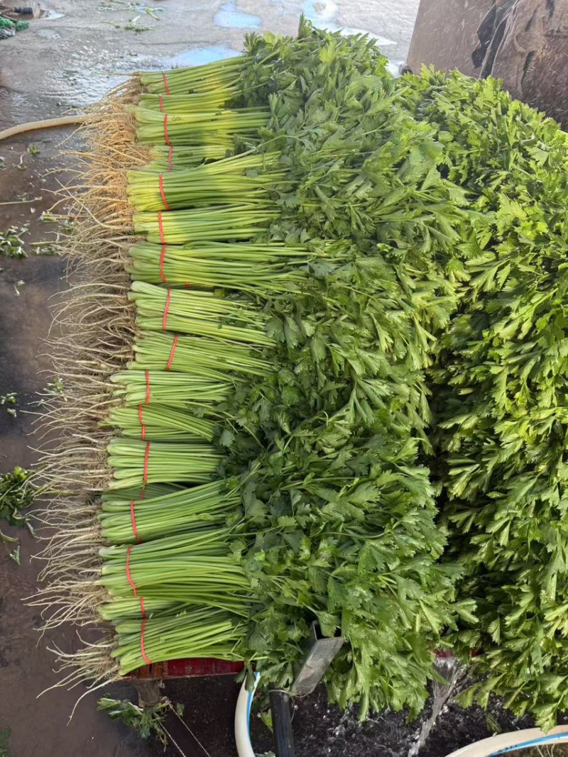 山东聊城精品香芹、芹菜、一手货源、质量保证、货源充足