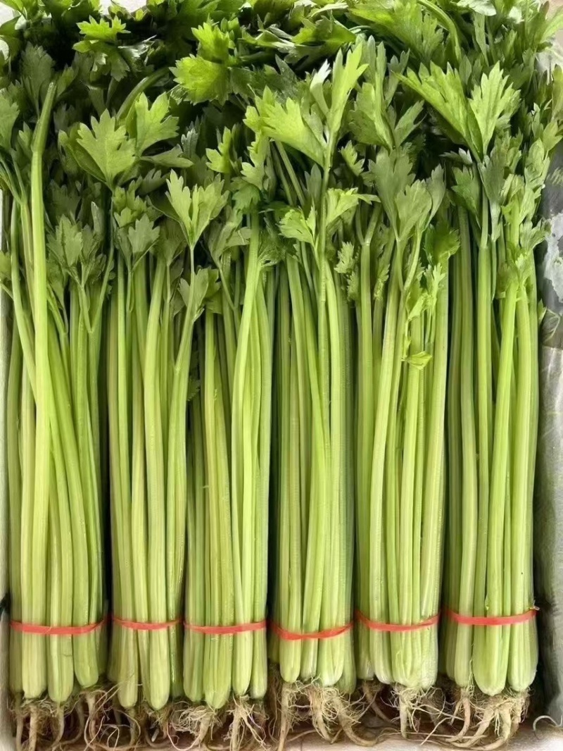 山东聊城精品香芹、芹菜、一手货源、质量保证、货源充足