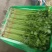 山东聊城精品香芹、芹菜、一手货源、质量保证、货源充足