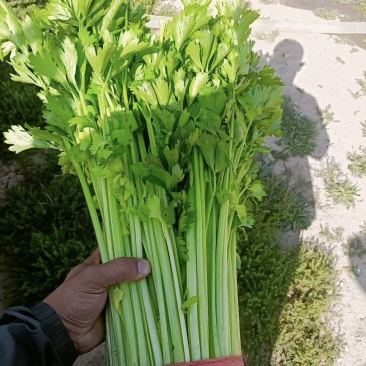 高原夏菜