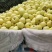 酥梨大量上市欢迎前来采摘品尝!产地直发!品质保证!