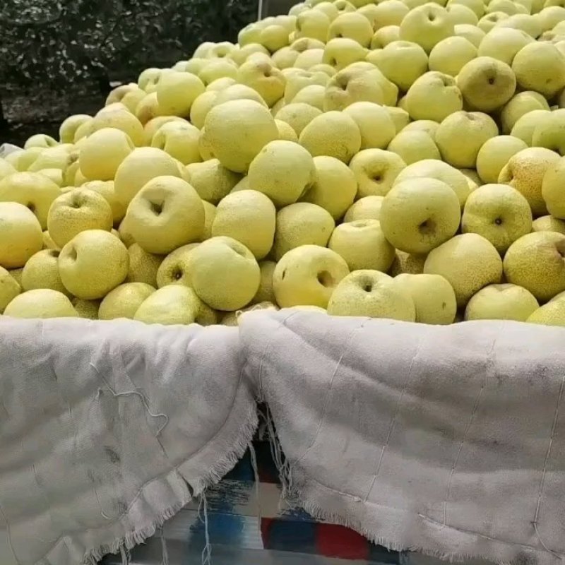 酥梨大量上市欢迎前来采摘品尝！产地直发！品质保证！