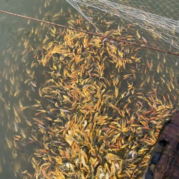 自家养殖的锦鲤、长尾红草金