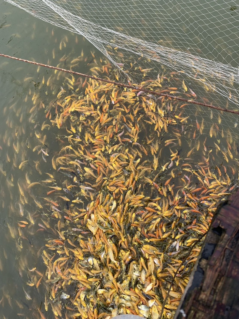 自家养殖的锦鲤、长尾红草金