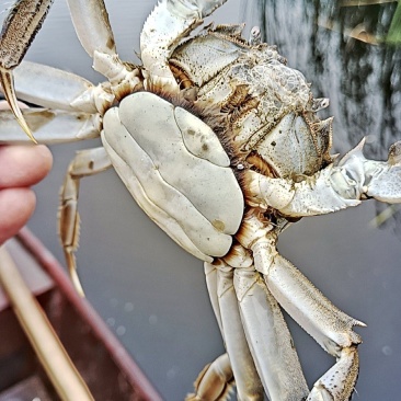 精品河蟹，批发价