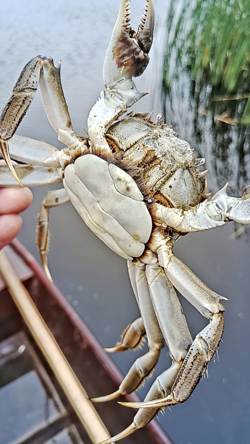 精品河蟹，批发价