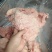 牛膘油（25公斤一公）
