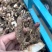 白芍芽头可以预定质量保证欢迎大家咨询