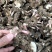 白芍芽头可以预定质量保证欢迎大家咨询