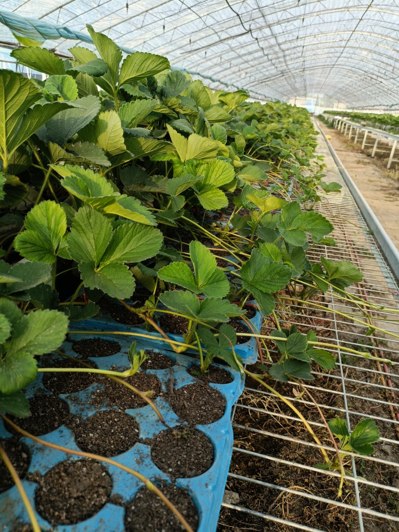 建岳大叶红颜草莓苗奶油章姬穴盘苗，保真保成活