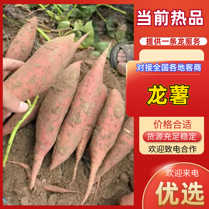 精品红薯龙九红薯一手货源量大从优价格美丽