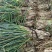 山西忻州大葱产地一手货源大量走货保质保量欢迎随时联系
