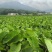 正宗高产荔浦小仔芋种子