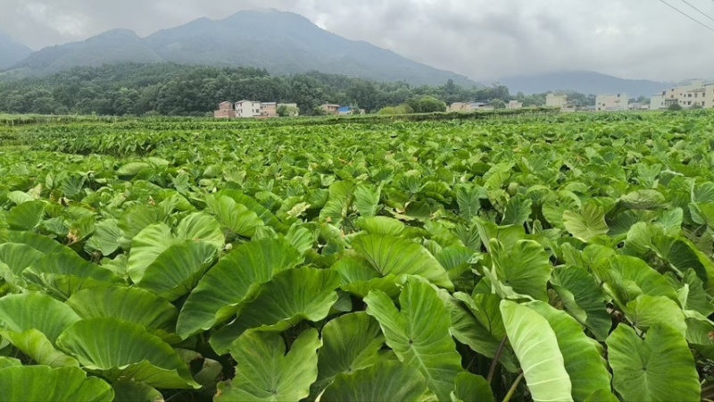 正宗高产荔浦小仔芋种子