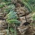 山西忻州大葱产地一手货源大量走货保质保量欢迎随时联系