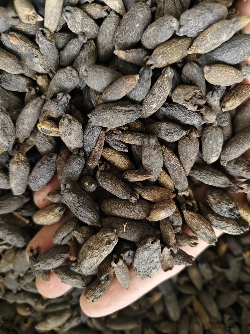 母丁香各种丁香批发零售量大从优母丁香