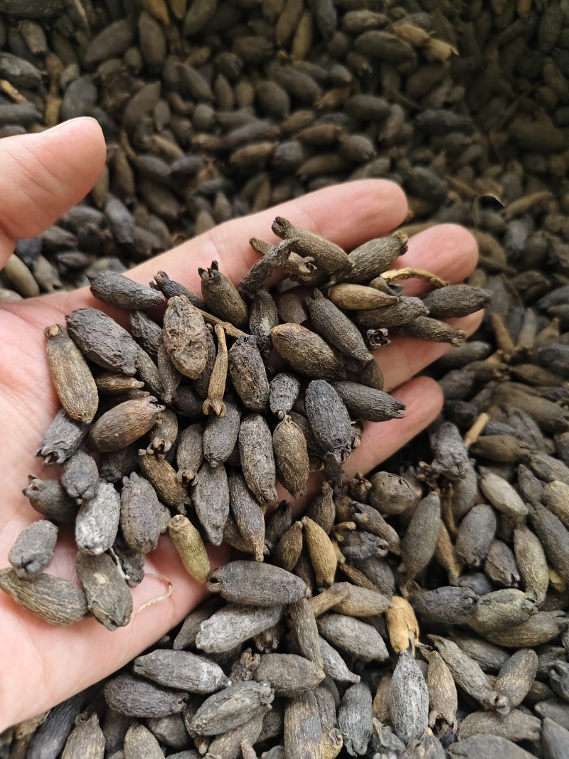 母丁香各种丁香批发零售量大从优母丁香