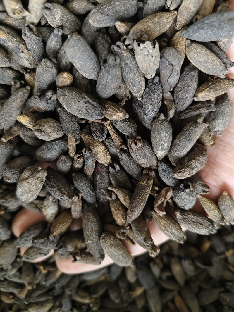 母丁香各种丁香批发零售量大从优母丁香