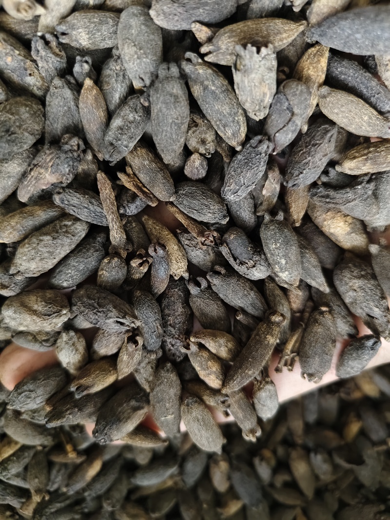 母丁香各种丁香批发零售量大从优母丁香