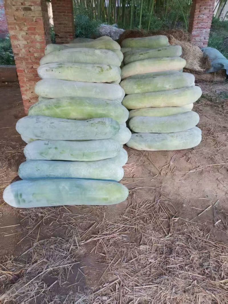 白长条冬瓜