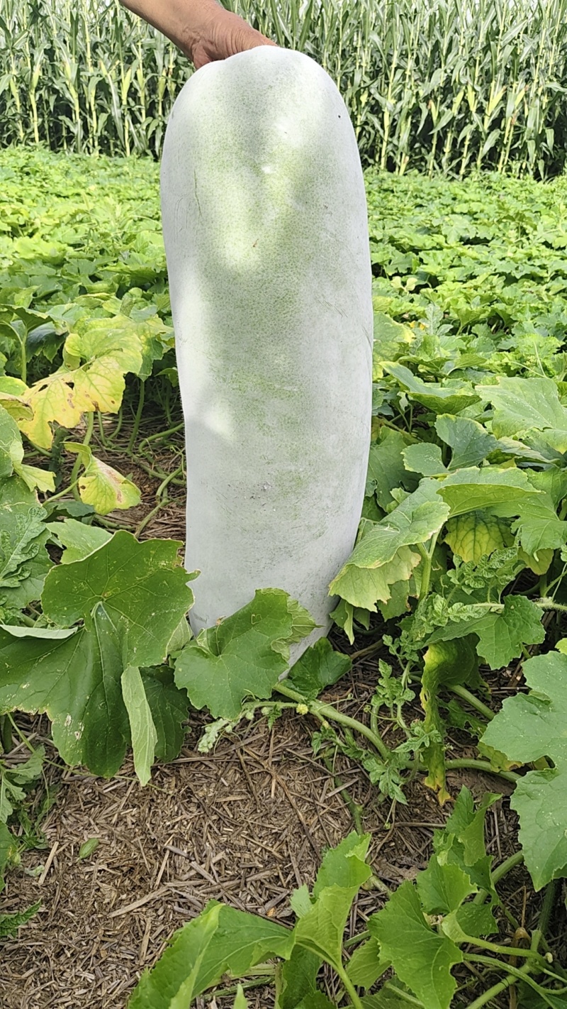 白长条冬瓜