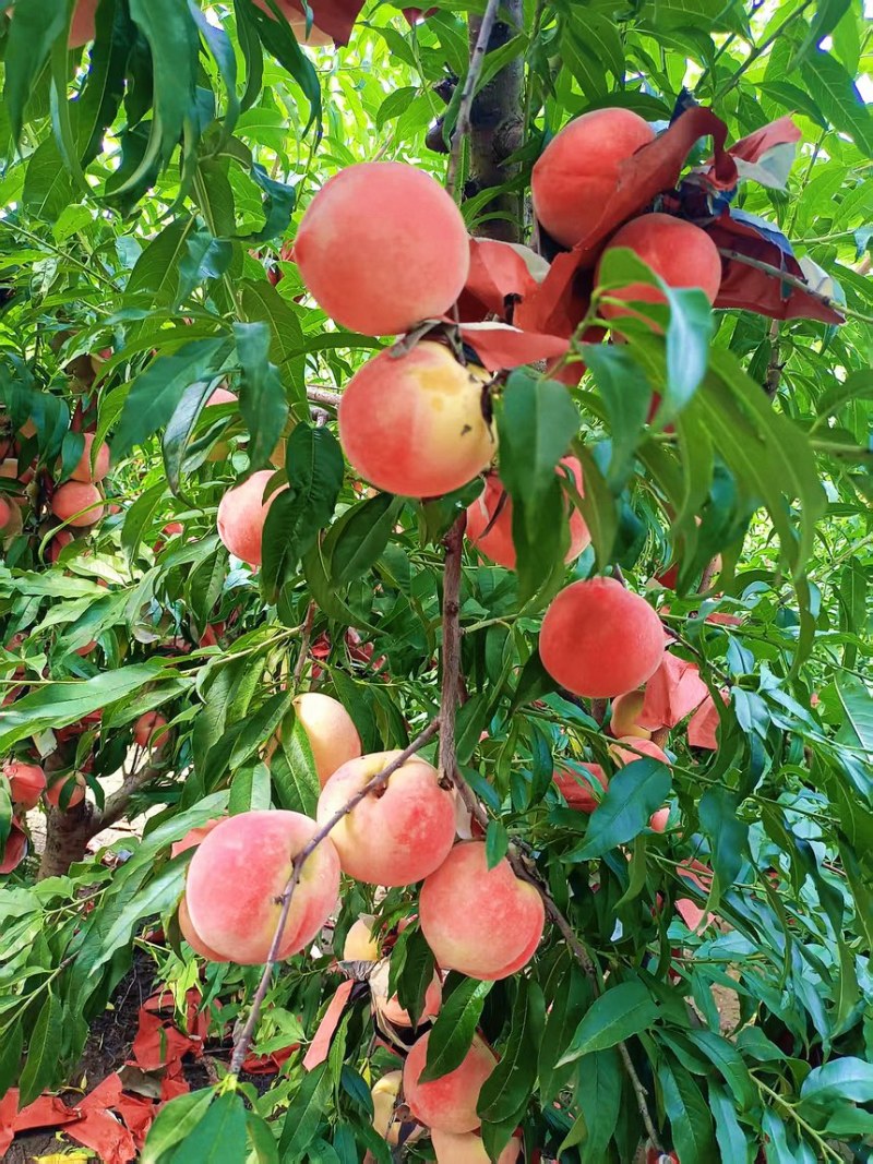 山东菏泽郓城秋彤桃