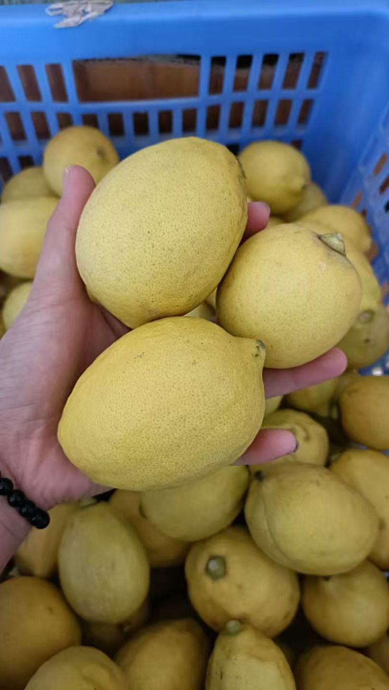 广东香水柠檬黄果