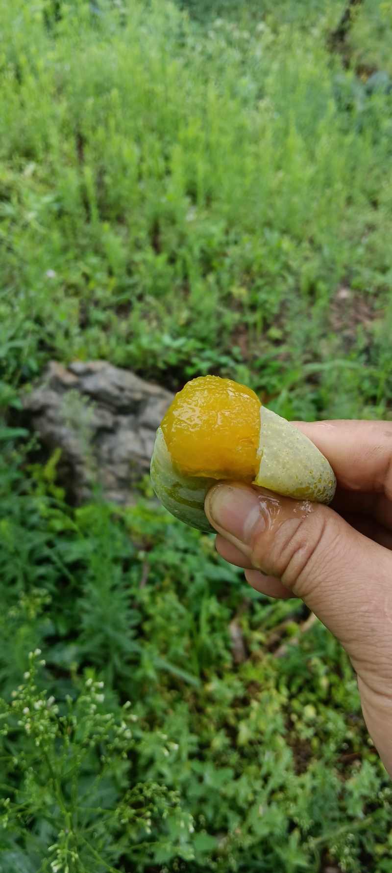 万源市金凤山蔡家梁。清脆李熟了，有意向的老板可以联系我。