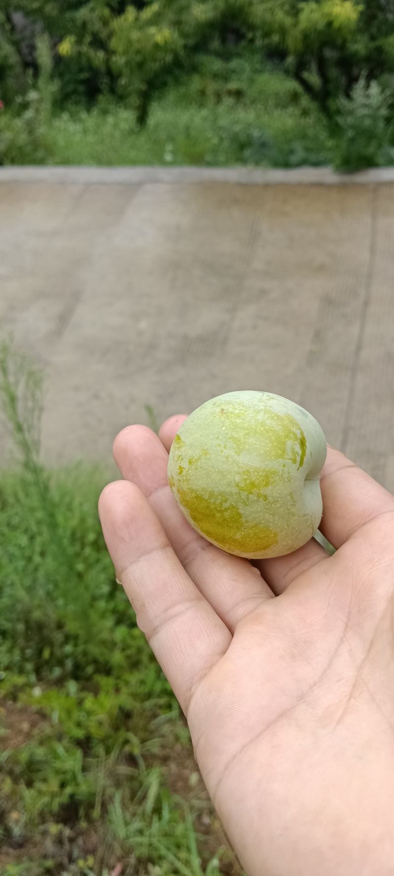 万源市金凤山蔡家梁。清脆李熟了，有意向的老板可以联系我。