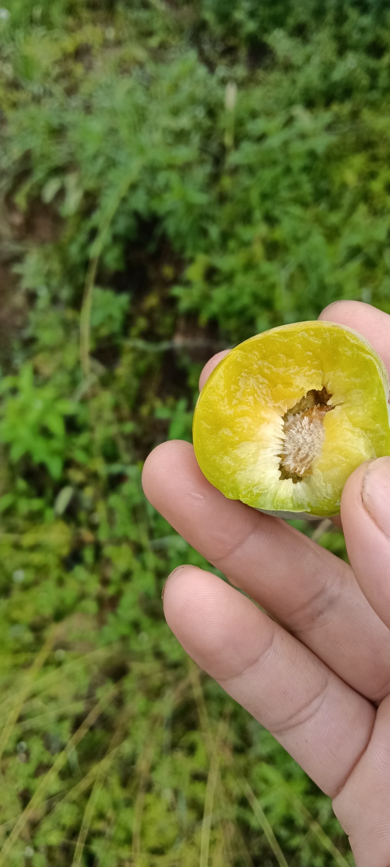 万源市金凤山蔡家梁。清脆李熟了，有意向的老板可以联系我。