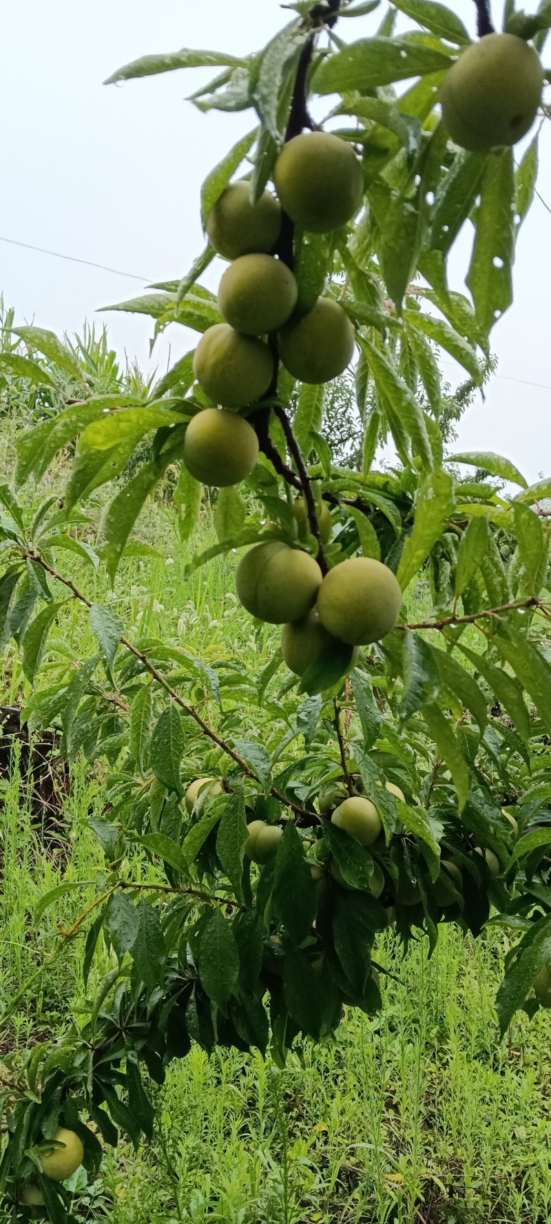 万源市金凤山蔡家梁。清脆李熟了，有意向的老板可以联系我。