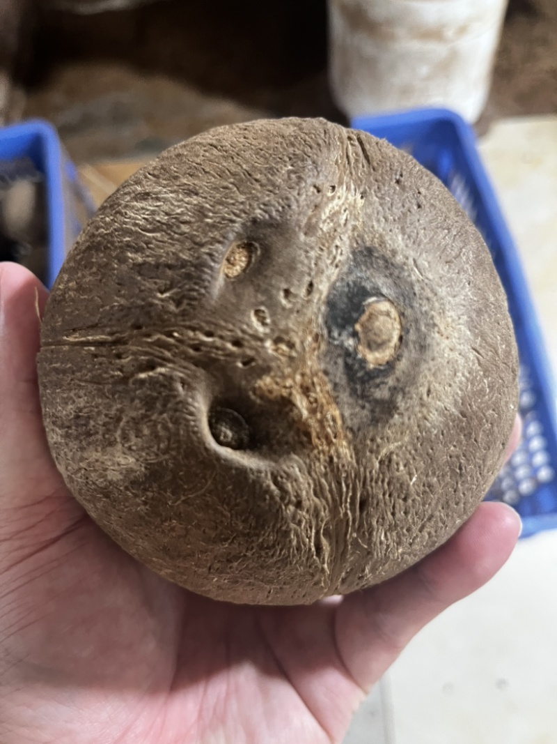 椰皇