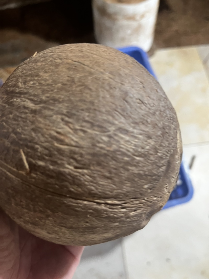 椰皇