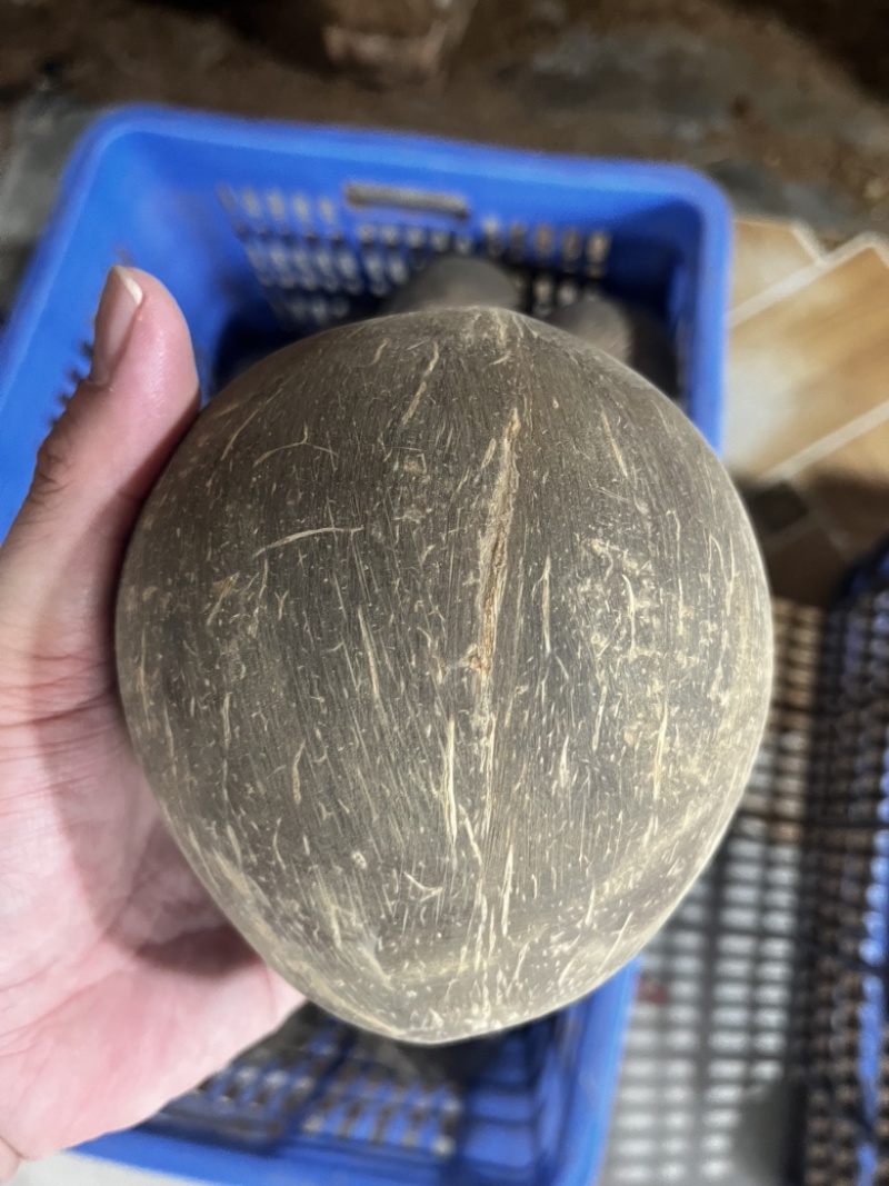 椰皇