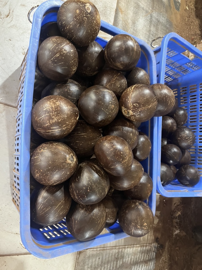 椰皇