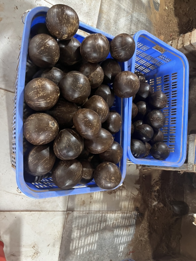 椰皇