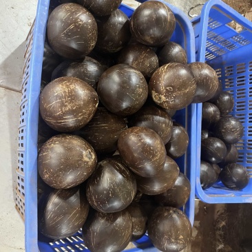 椰皇