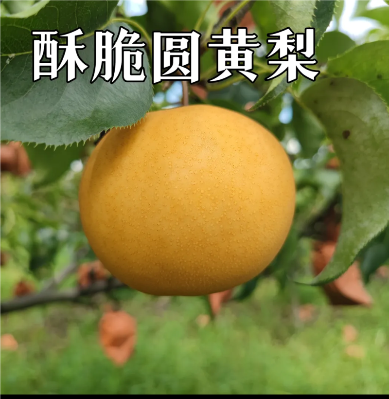 河南商丘圆黄梨，新鲜水果
