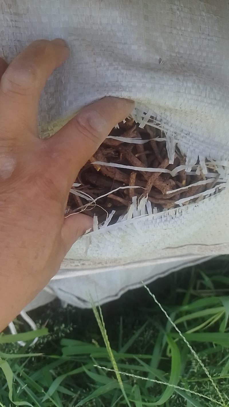 黄芩，药厂，通货